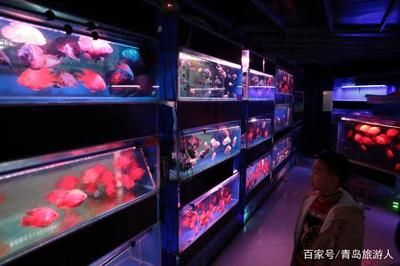 花卉市場魚缸多少錢（花卉市場里的魚缸養(yǎng)護(hù)秘籍：如何維護(hù)美麗的魚缸擁有美麗的魚缸）