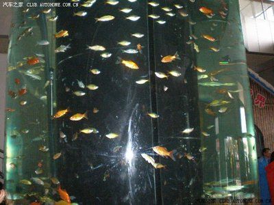 花卉市場魚缸多少錢（花卉市場里的魚缸養(yǎng)護(hù)秘籍：如何維護(hù)美麗的魚缸擁有美麗的魚缸）