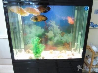 魚缸水渾濁過濾也不行是什么問題（魚缸水渾濁且過濾器不起作用）