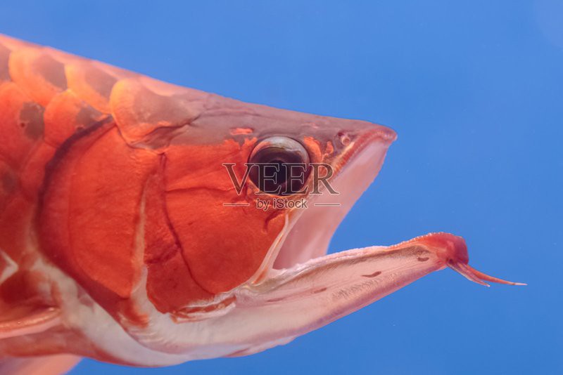 最大紅龍魚圖片高清圖