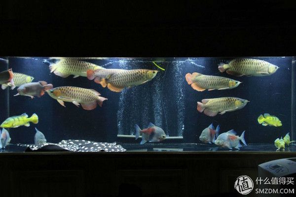 新魚缸開缸前如何準備：新魚缸開缸前準備工作