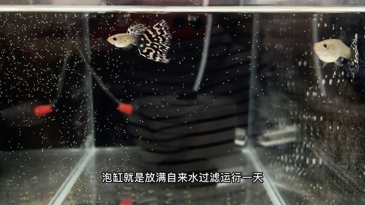 新魚缸開缸前如何準備：新魚缸開缸前準備工作