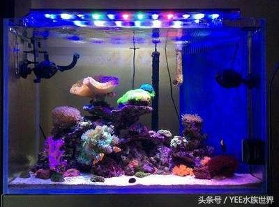 魚缸加熱棒的維護與故障排除技巧，魚缸加熱棒的維護：如何選擇合適的魚缸加熱棒