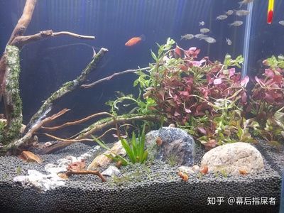 魚缸加熱棒的維護與故障排除技巧，魚缸加熱棒的維護：如何選擇合適的魚缸加熱棒