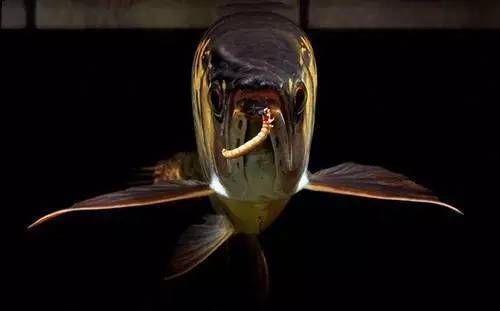 龍魚喂魚苗要經過處理嗎為什么不吃食：龍魚喂魚苗不吃食的常見原因是水質問題