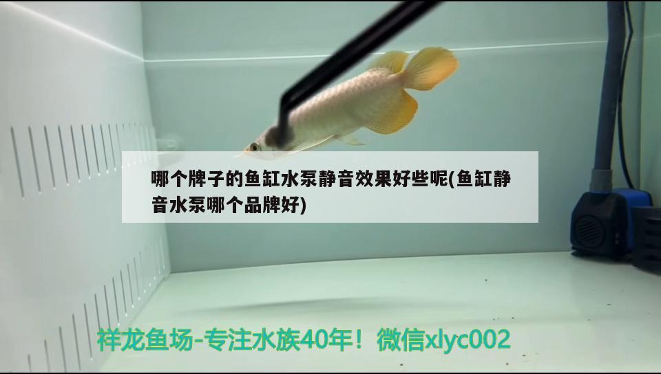 龍魚混養成功幾率：龍魚混養要多久才能和諧