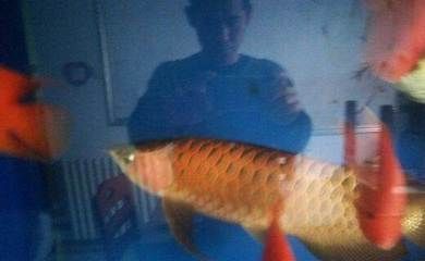 龍魚一吃東西就脫肛怎么辦：一吃東西就脫肛怎么辦