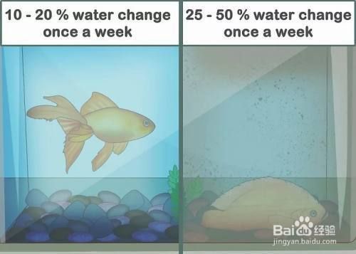 威海魚缸清潔：威海魚缸清潔方法