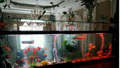 威海魚缸清潔：威海魚缸清潔方法