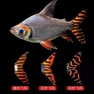 龍魚(yú)配魚(yú)配幾條泰國(guó)鯽好（8米魚(yú)缸適合養(yǎng)多少龍魚(yú)）
