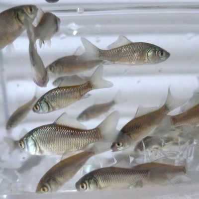 龍魚(yú)配魚(yú)配幾條泰國(guó)鯽好（8米魚(yú)缸適合養(yǎng)多少龍魚(yú)）