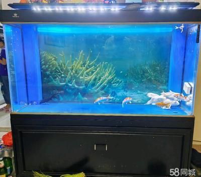 龍魚(yú)配魚(yú)配幾條泰國(guó)鯽好（8米魚(yú)缸適合養(yǎng)多少龍魚(yú)）