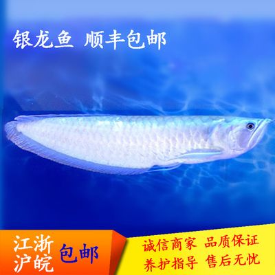 龍魚淡水魚：龍魚是一種在淡水環境中生活的魚類