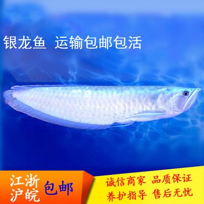 龍魚淡水魚：龍魚是一種在淡水環境中生活的魚類