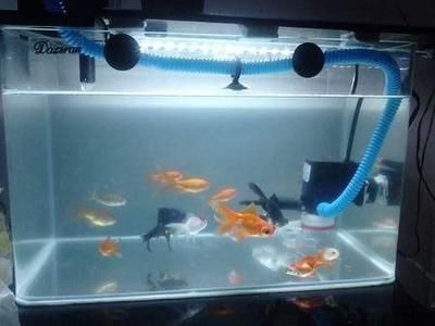 瑪麗魚(yú)魚(yú)缸升溫多久：瑪麗魚(yú)魚(yú)缸升溫多久詳情