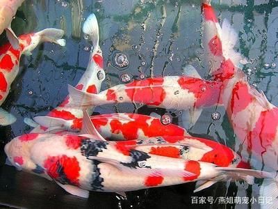 大正三色錦鯉的飼養(yǎng)技巧（大正三色錦鯉飼養(yǎng)需要注意以下幾個(gè)方面）
