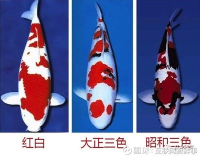 大正三色錦鯉的飼養(yǎng)技巧（大正三色錦鯉飼養(yǎng)需要注意以下幾個(gè)方面）