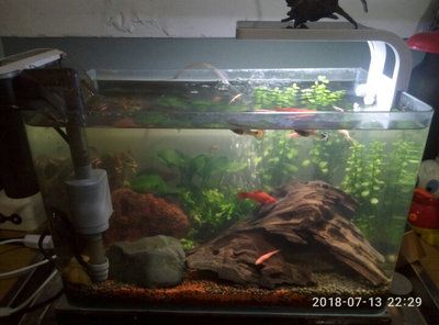 魚缸評價（關于魚缸的一些評價信息）