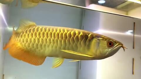 金龍魚翹頭好還是炮彈頭號：翹頭和炮彈頭各有特色，具體哪一個好，主要取決于個人的喜好