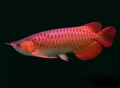 金龍魚吃什么食物長大快：金龍魚吃什么長得快