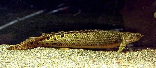 金龍魚吃什么食物長大快：金龍魚吃什么長得快