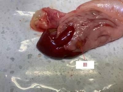 金龍魚吃什么食物長大快：金龍魚吃什么長得快