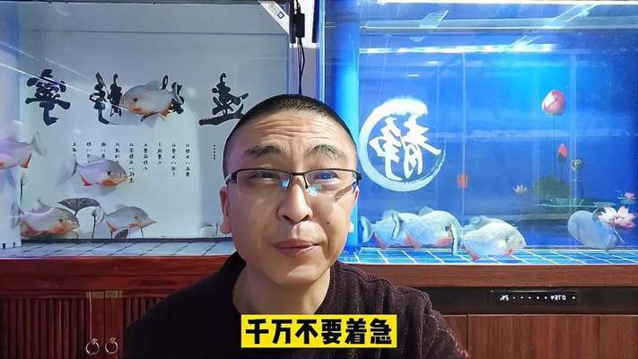 潛水艇魚（潛水艇魚與同類混養指南）