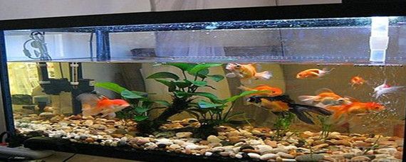 魚缸過濾棉怎么清洗視頻：如何清洗魚缸過濾棉，魚缸水質清潔小妙招