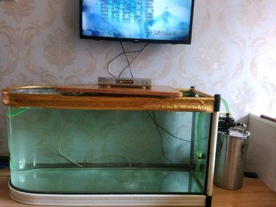 魚缸換新水需要加鹽嗎為什么（魚缸換新水需要加鹽嗎）