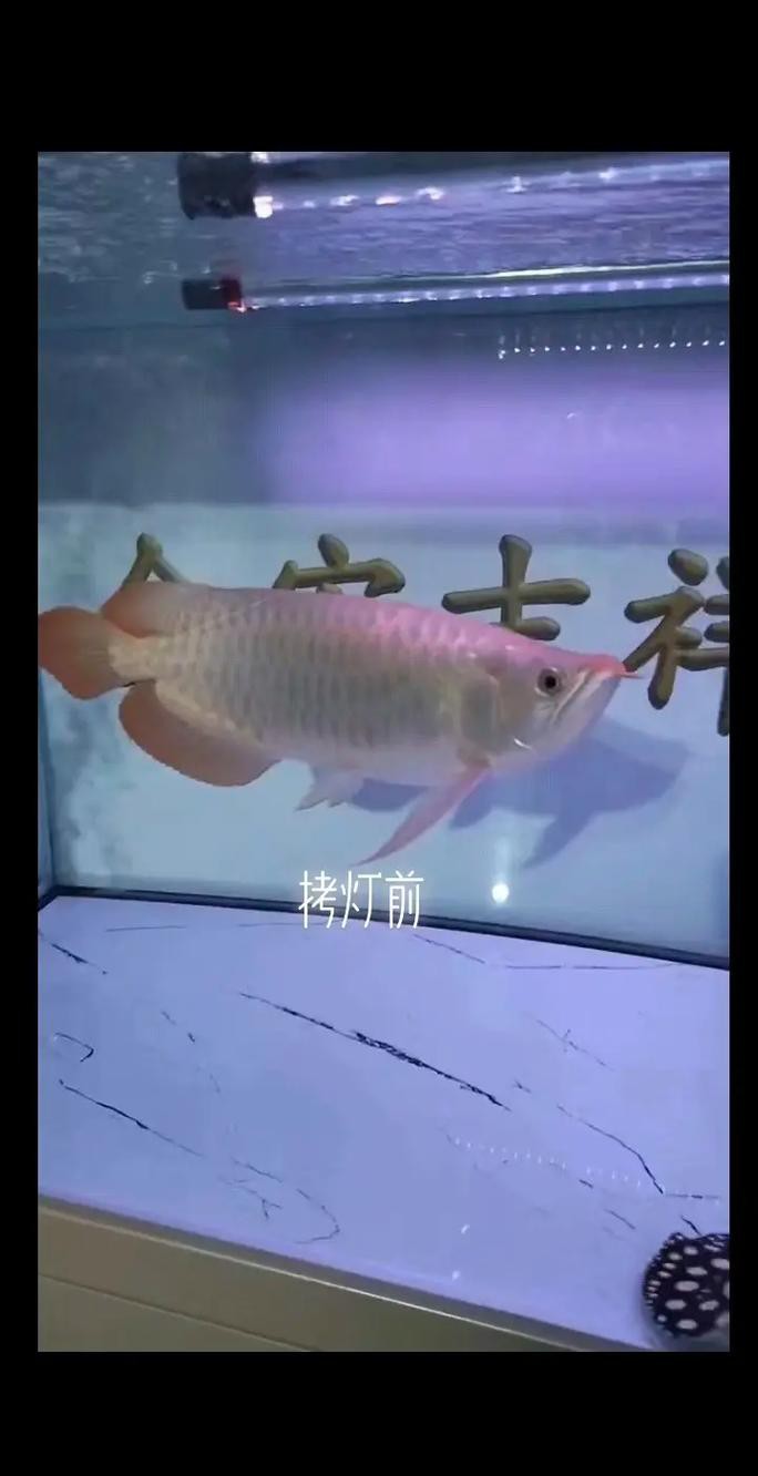 練手龍魚會上色嗎圖片