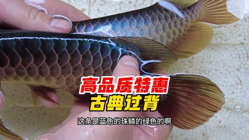 哪里可以購買到純種的武吉美拉過背金龍？