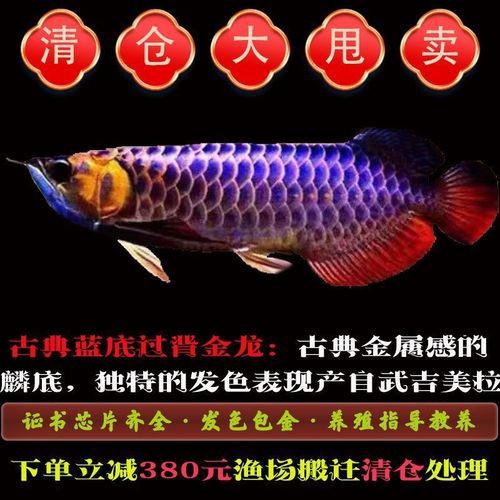 哪里可以購買到純種的武吉美拉過背金龍？