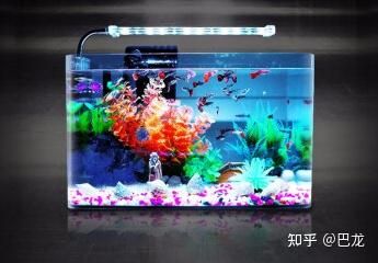 桌面魚缸 知乎 魚缸百科 第2張 桌面魚缸 知乎 桌面魚缸 知乎 魚缸百科 第2張