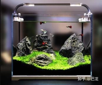 桌面魚缸 知乎 魚缸百科 第4張 桌面魚缸 知乎 桌面魚缸 知乎 魚缸百科 第4張