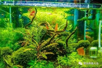 如何制作生態(tài)魚缸的步驟和注意事項和注意事項和注意事項：制作生態(tài)魚缸的步驟和注意事項