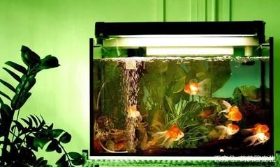 如何制作生態(tài)魚缸的步驟和注意事項和注意事項和注意事項：制作生態(tài)魚缸的步驟和注意事項