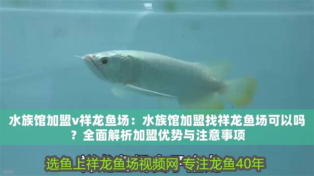 水族館加盟v祥龍魚場：水族館加盟找祥龍魚場可以嗎？全面解析加盟優勢與注意事項