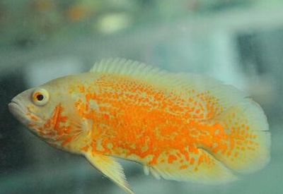 地圖魚趟魚缸底的健康狀況可能是什么原因：地圖魚趟魚缸底怎么辦？