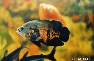 地圖魚趟魚缸底的健康狀況可能是什么原因：地圖魚趟魚缸底怎么辦？