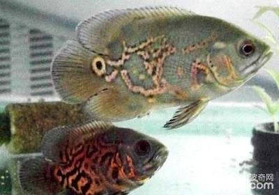 地圖魚趟魚缸底的健康狀況可能是什么原因：地圖魚趟魚缸底怎么辦？