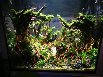 各種各樣的魚缸（五花八門的魚缸及其選擇指南魚缸及其選擇指南）