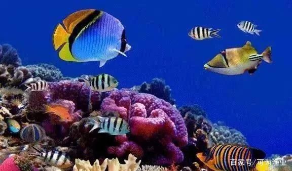 龍魚吃什么魚肉好：關于龍魚適宜的魚肉飼料