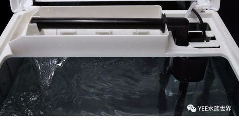 魚缸側濾好還是底濾好：側濾和底濾的區別