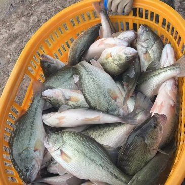 鄭州龍魚出售最新信息網