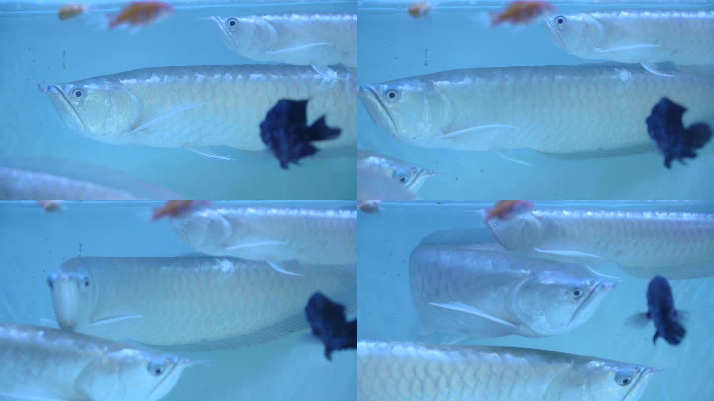 龙鱼一直游泳（龙鱼一直游泳可能由多种因素引起，可能由多种因素引起）