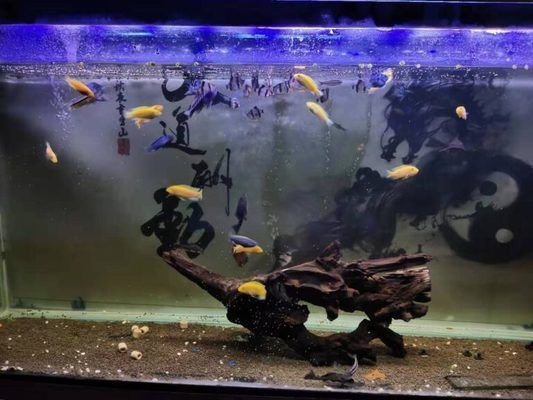 魚缸老水需要換水嗎：如何預(yù)防魚缸水質(zhì)惡化，不同季節(jié)換水注意事項(xiàng)，魚缸老水的益處是什么