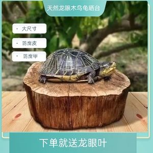 龍眼木放魚缸為什么魚全死了：龍眼木放入魚缸可能導致魚死亡