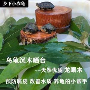 龍眼木放魚缸為什么魚全死了：龍眼木放入魚缸可能導致魚死亡