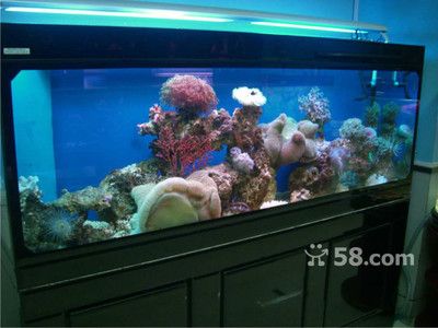 鳳崗魚缸銷售的商家信息：鳳崗地區提供魚缸銷售的商家信息：東莞市橋頭海樂水族館