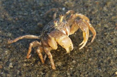 什么木放在魚缸里最好養：哪些木材適宜作為魚缸的裝飾